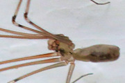 Daddy Long-legs (Pholcus phalangioides) (Pholcus Phalangioides)